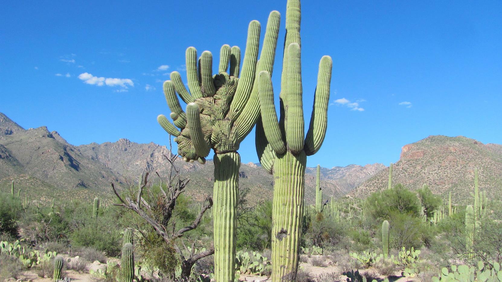 The "crest quest" has found 2,237 rare crested saguaros around Tucson, elsewhere